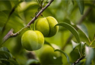 Guizhou's honey plums make debut in Thailand