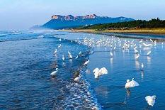 Maoming accelerates efforts to build 'beautiful bay'