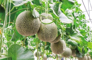 Honeydew melon farming contributes to rural revitalization