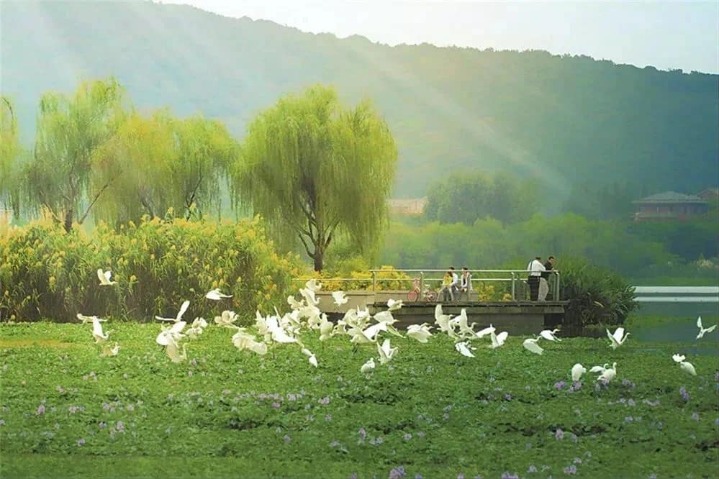 Beat the summer heat at Changguangxi National Wetland Park