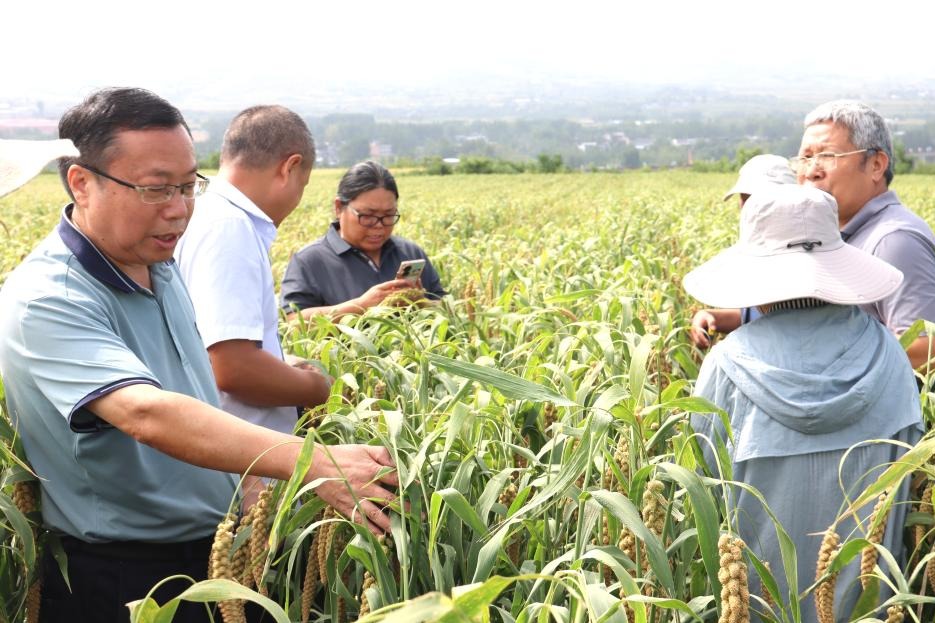 China sees net increase in farmland for three consecutive years