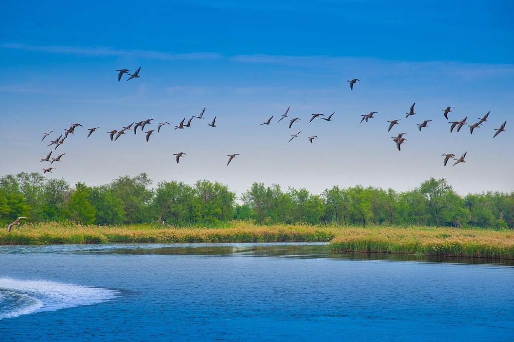 AI-powered system assists Hebei nature reserve in protecting birds