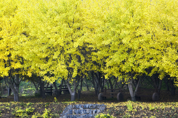 Embrace the golden shades of autumn in Suizhou