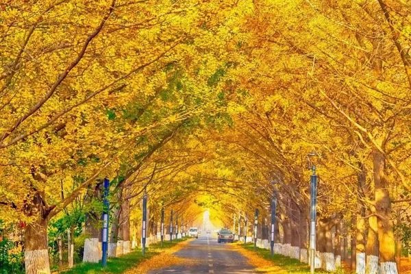 The golden hues of Linyi