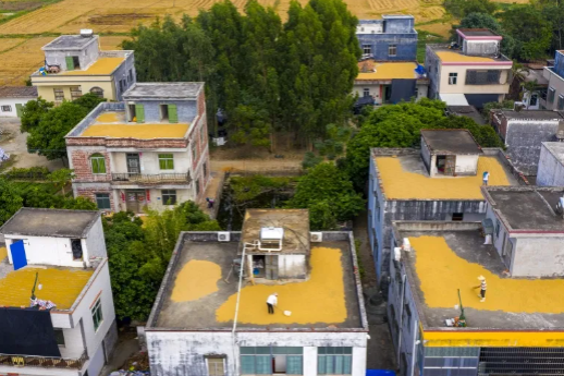 Crop drying in autumn: A celebration of the harvest in Zhanjiang