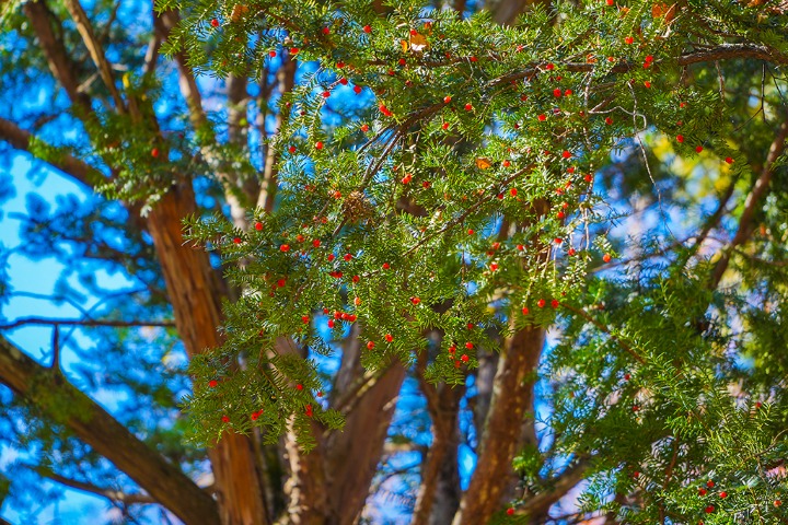 Precious Japanese yew trees discovered in Jilin