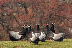 Shanxi sees success in brown eared-pheasant conservation