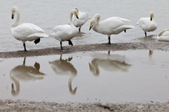 Thousands of swans find home at Shanxi's Shengtian Lake