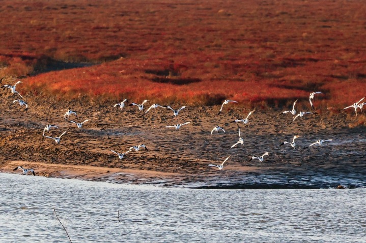 Stunning red beach winter scenery in Qingdao