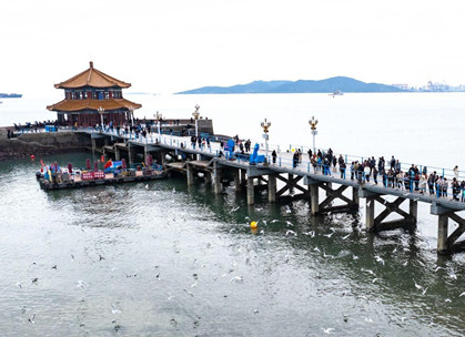 Qingdao Zhanqiao Pier: A winter dance with seagulls