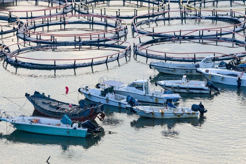 Breathtaking beauty at Qingdao's fishing port