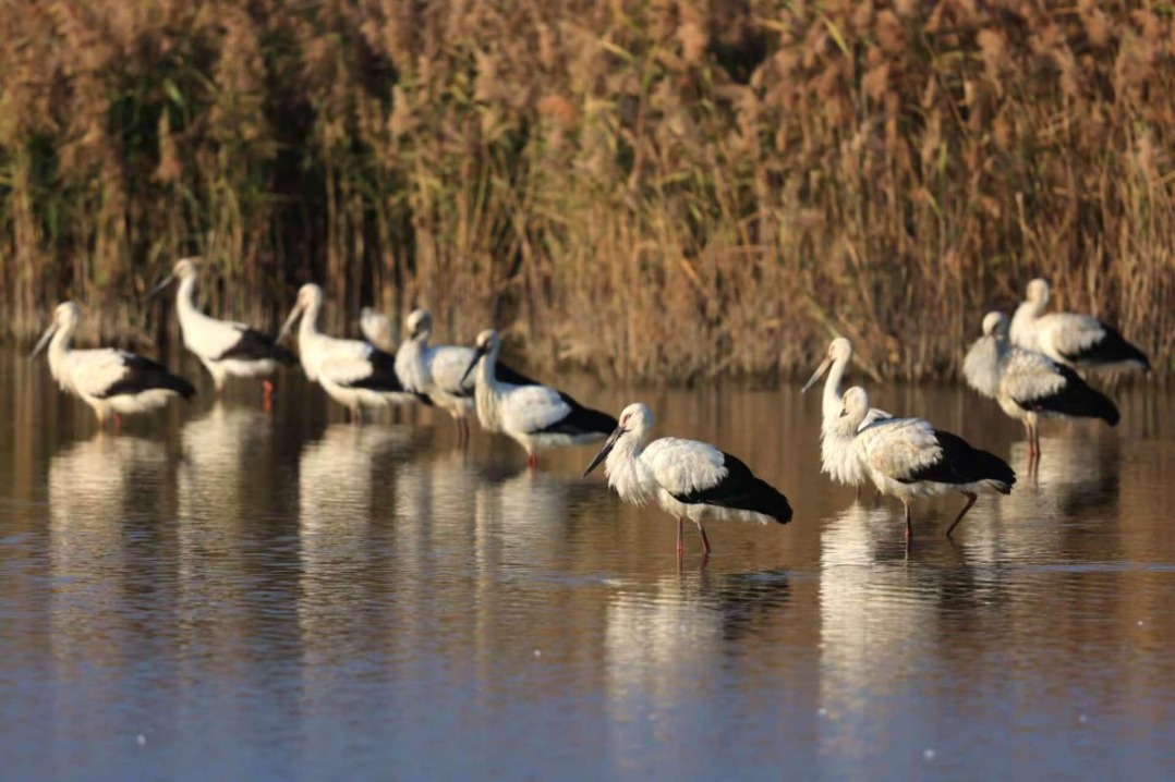 Oriental white storks thrive in Xiamen marshes