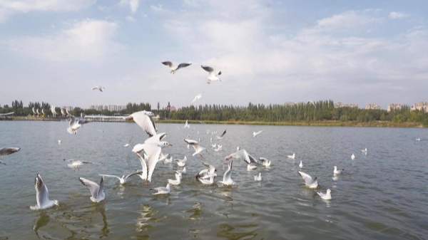 Baotou's remarkable achievements set environmental protection benchmarks