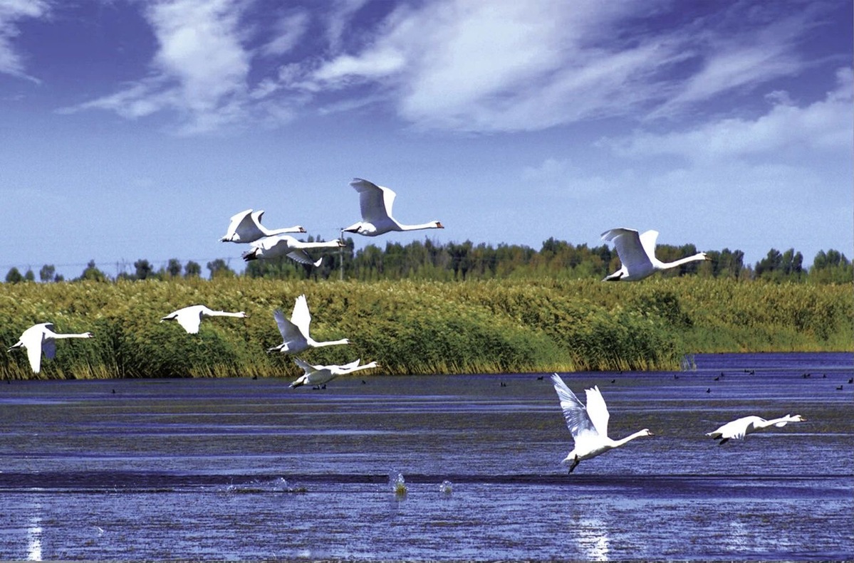 Inner Mongolia achieves results in river and wetland eco-water replenishment