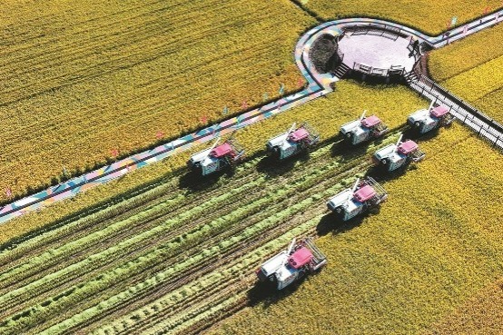 China reports steady improvements in agriculture, rural economy in 2024