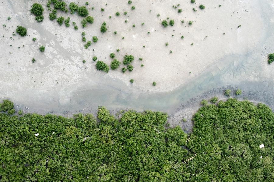 China's national mangrove germplasm resource bank starts construction