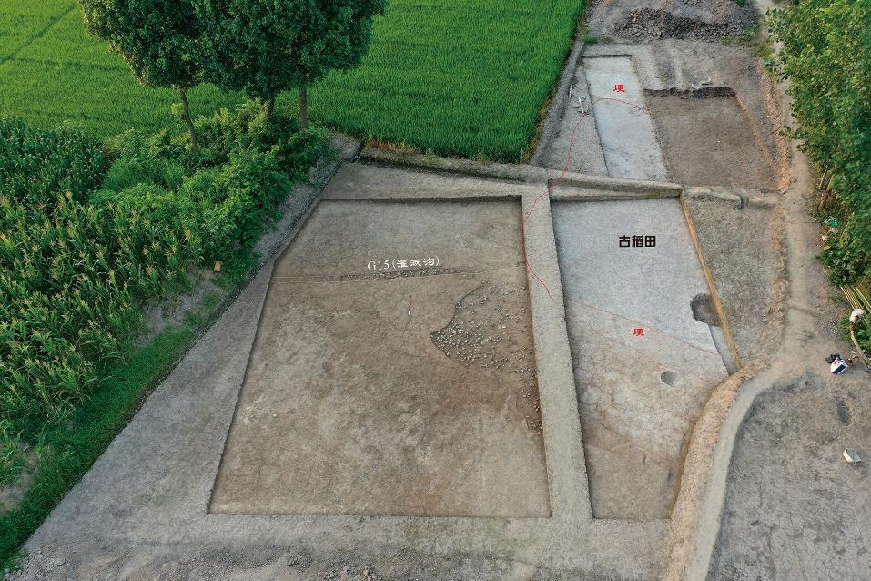 Paddy-field remains dating back 8,000 years discovered in China