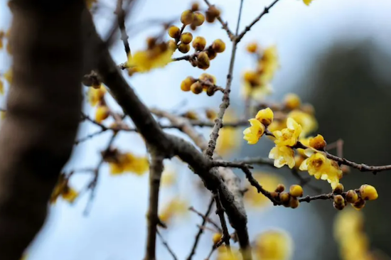Date with wintersweet blossoms in Yangzhou