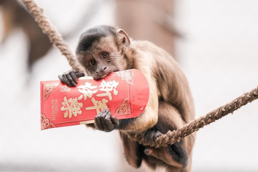 Red envelopes bring joy to zoo's primate residents