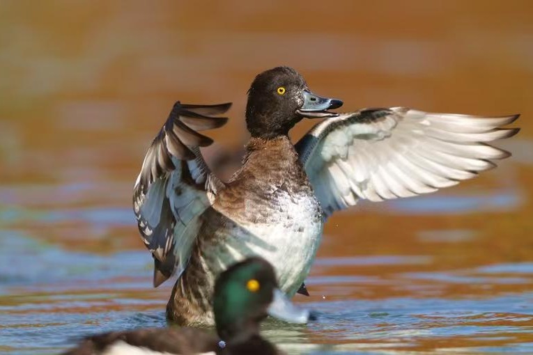 Tufted ducks charm Xiamen Horticulture Expo Garden