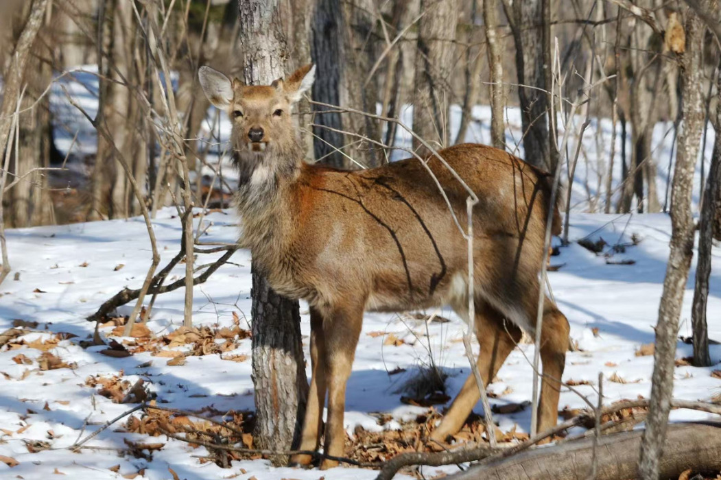 Photographer captures wild roe and sika deer in Jilin