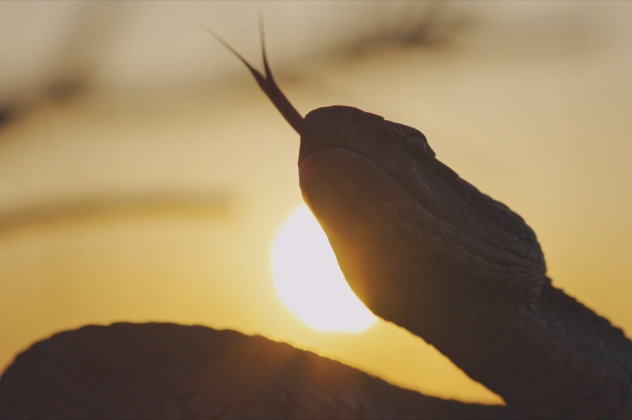 The tales of Dalian's Snake Island