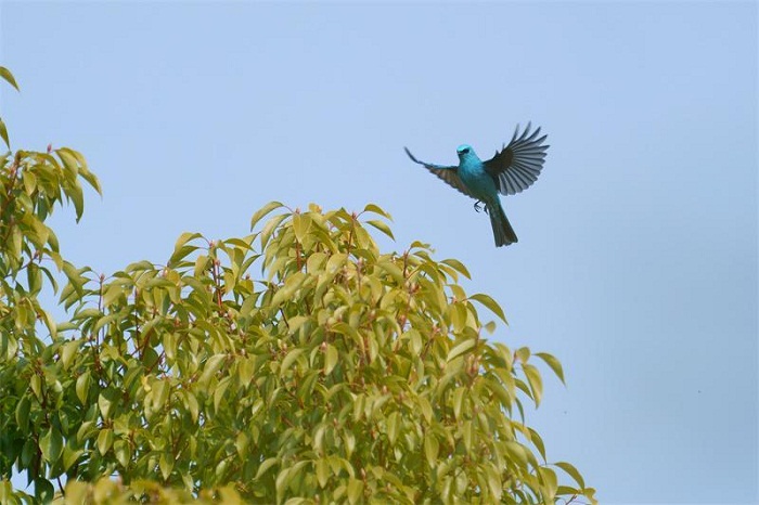 Verditer flycatcher graces Nantong with sapphire beauty