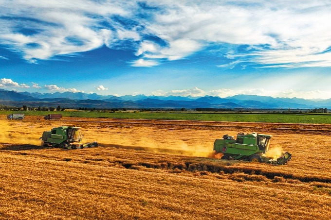 Xinjiang set record for grain output in 2024