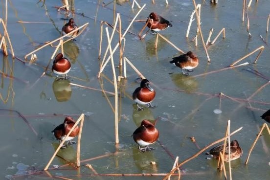 Critically-endangered ducks spotted in N China nature reserve