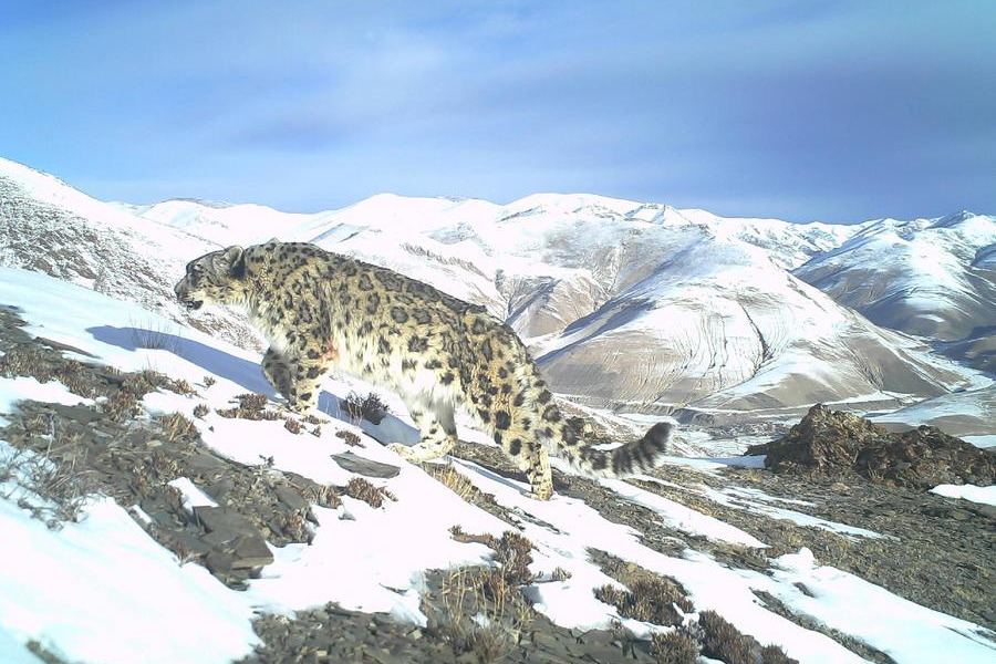 Rare leopard fossils show unique evolutionary path