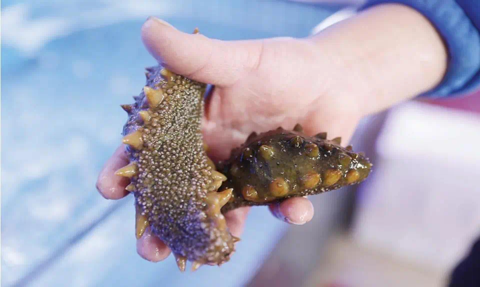 Sea cucumbers from Qingdao shine as festive delicacies