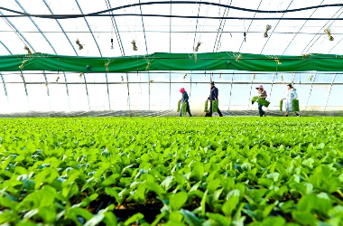 Zhangye welcomes spring with millions of cabbage seedlings