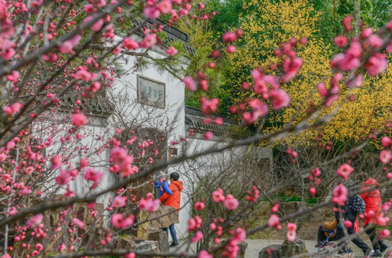 Sweet blossoms usher in Yangzhou's spring