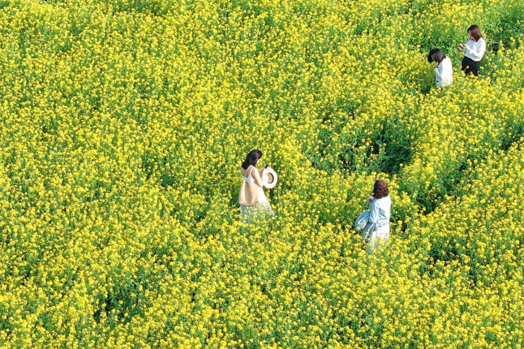 A golden sea of rapeseed flowers in Dongfu, Xiamen