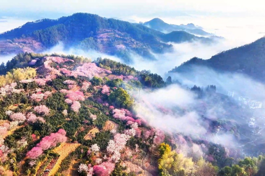 Mountainous village surrounded by plum tree blossoms