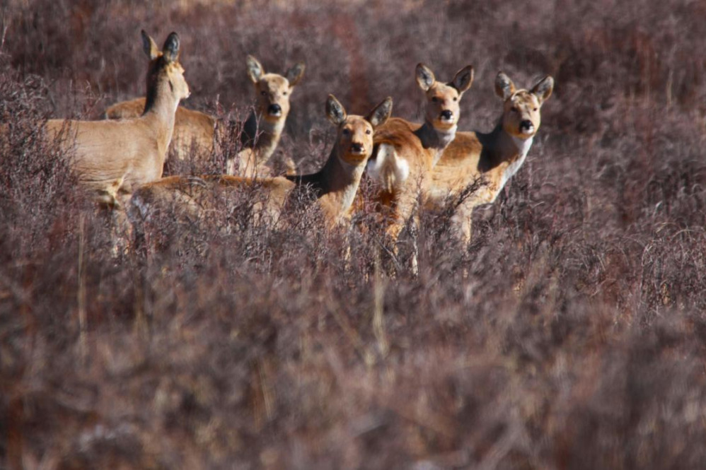 Wild deer herds roam Gansu's snowy grassland