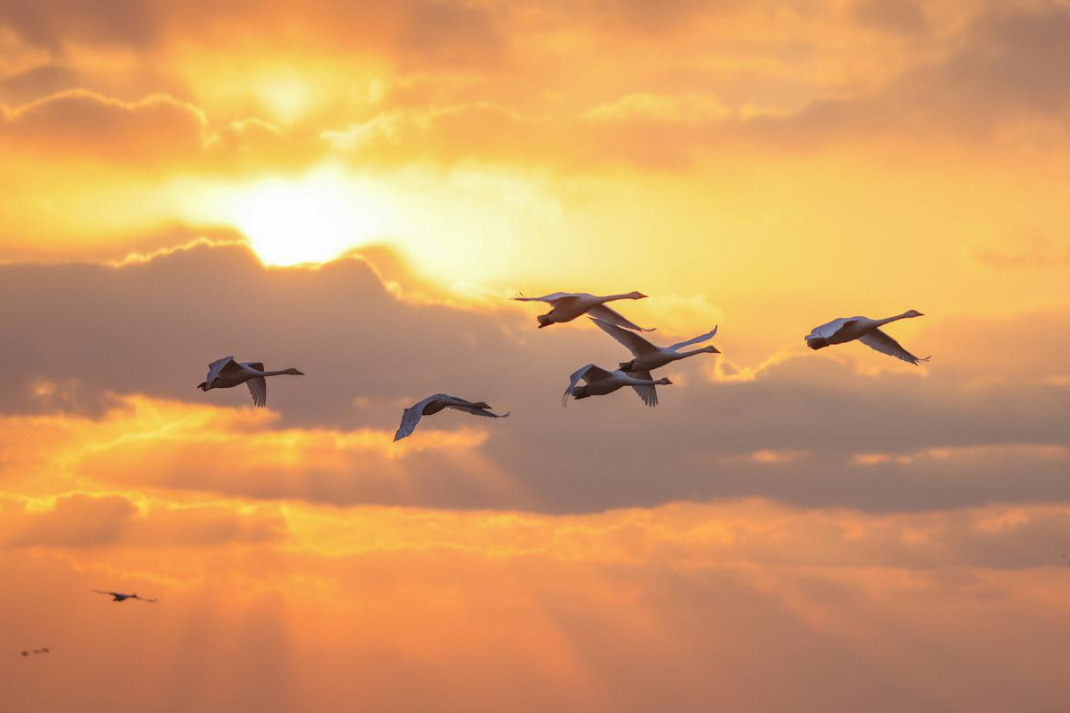 Young swans practice flying in Shandong