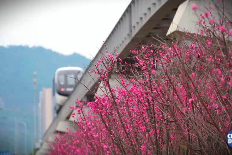 Flowers bloom around Chongqing's driverless SkyShuttle