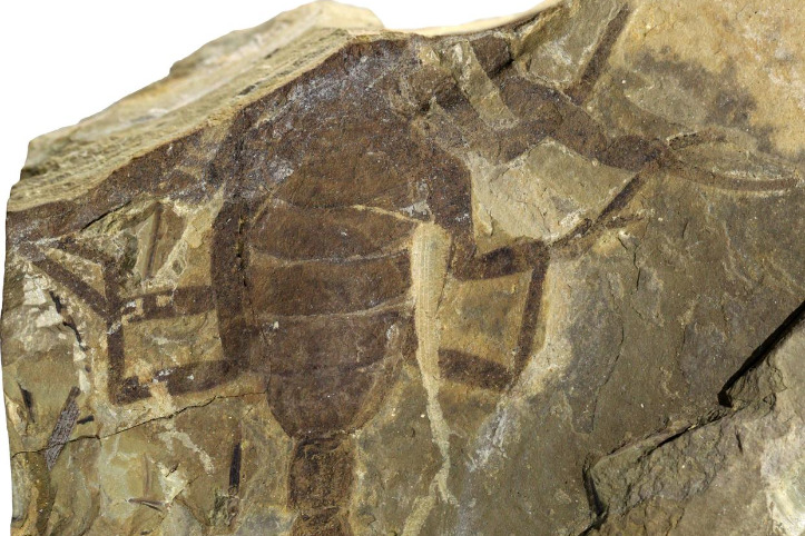 Across China: Significant ancient scorpion fossil discovered in NE China
