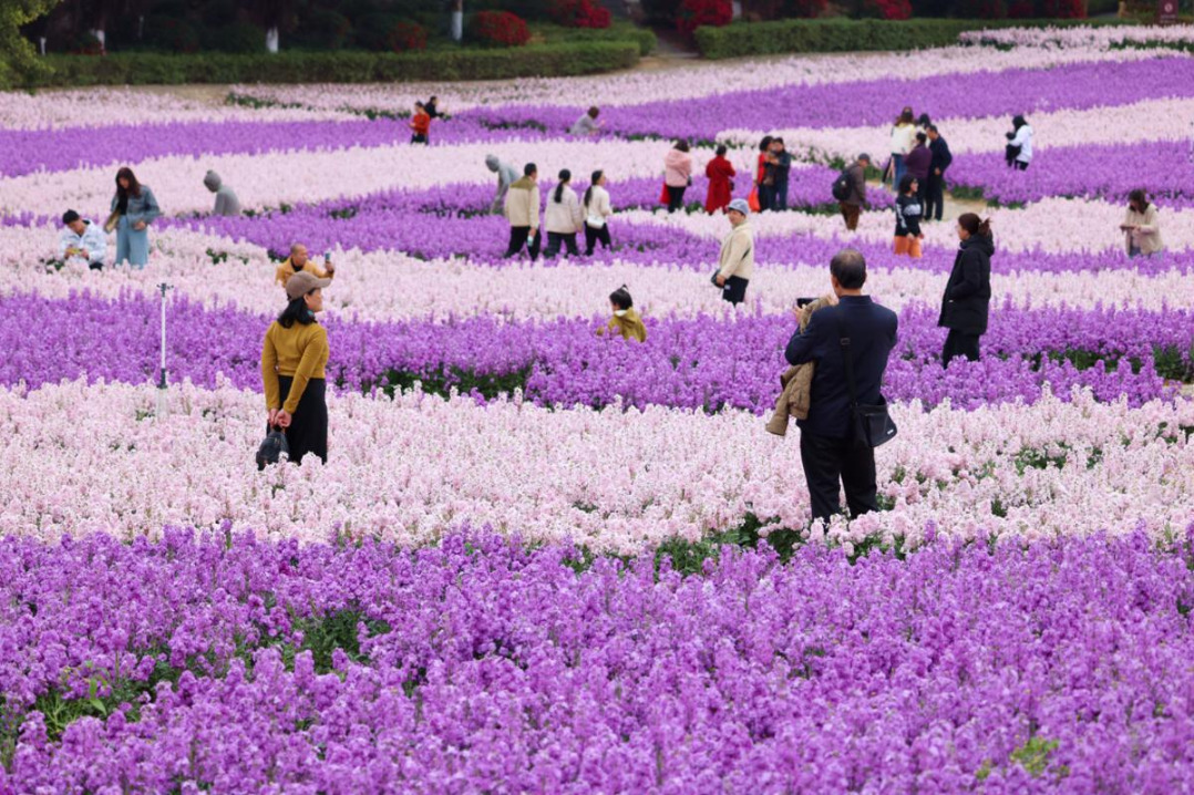 Xiamen's Xiangshan Mountain blossoms with violet spring flowers