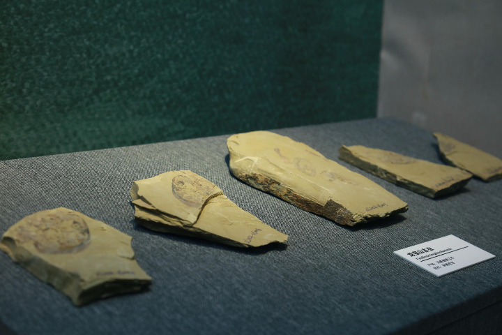 Cambrian era fossils on display in Beijing
