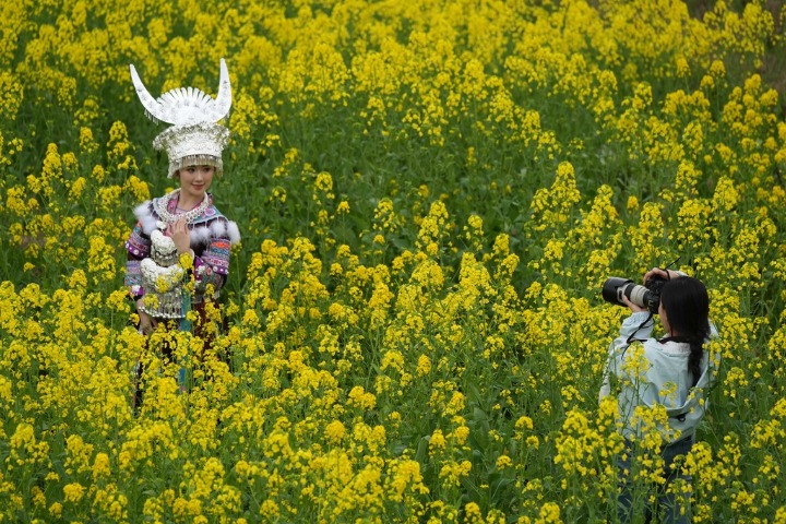 Blooming rapeseed flowers in Guangxi