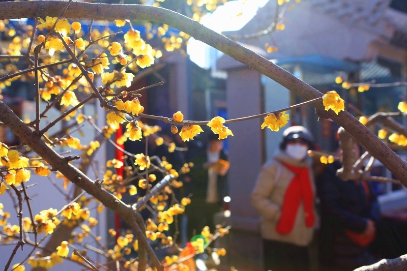 Splendor of wintersweet blooms in Qingdao