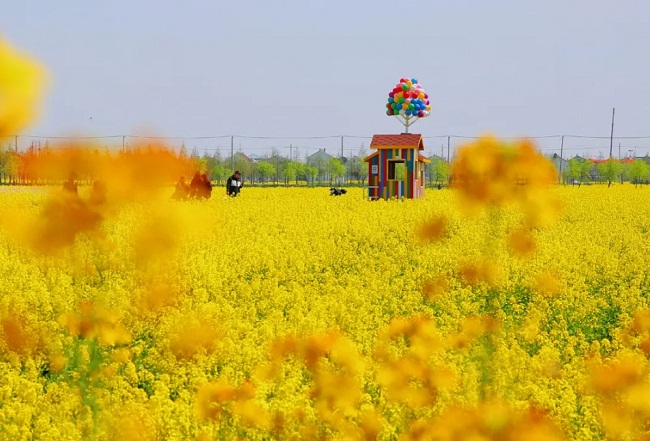 View spring flowers in Nantong
