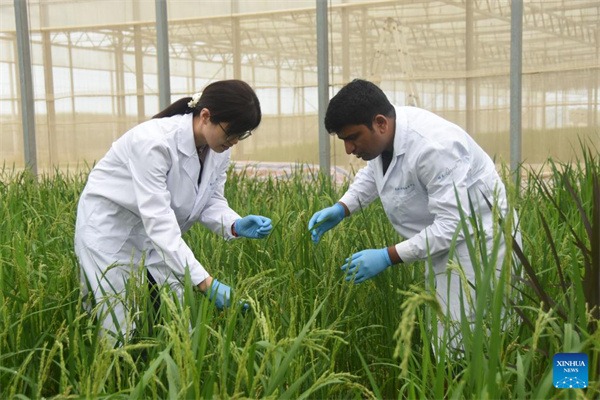 Pakistani researchers advance agricultural innovation through cooperation with Chinese peers