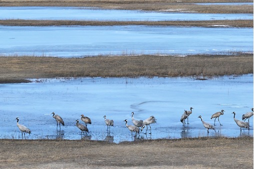 Jilin welcomes Siberian cranes