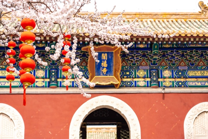 Mountain peach blossoms in full bloom at Beijing’s Beihai Park