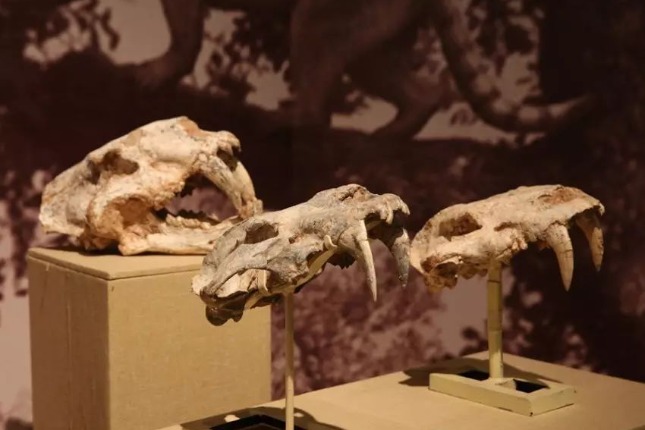 Decipher mysteries of fossils in Gansu museum