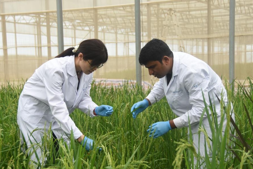 Feature: Pakistani researchers advance agricultural innovation through cooperation with Chinese peers