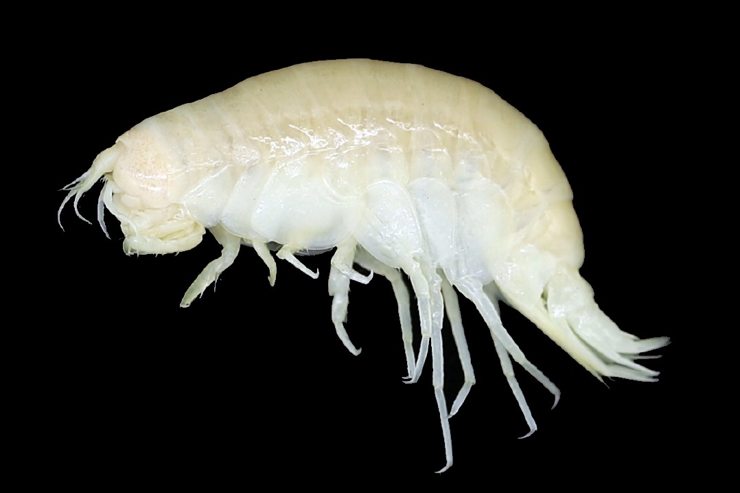 Chinese research team finds wonders in the deep